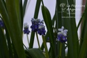 Muscari armeniacum 'Touch of Snow' - La Pépinière d'Agnens