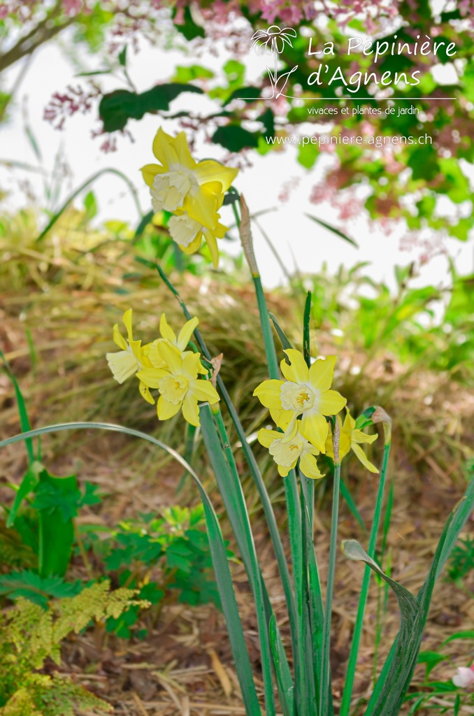 Narcissus botanique 'Pipit' - La Pépinière d'Agnens