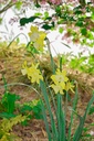 Narcissus botanique 'Pipit' - La Pépinière d'Agnens
