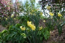 Narcissus botanique 'Pipit' - La Pépinière d'Agnens