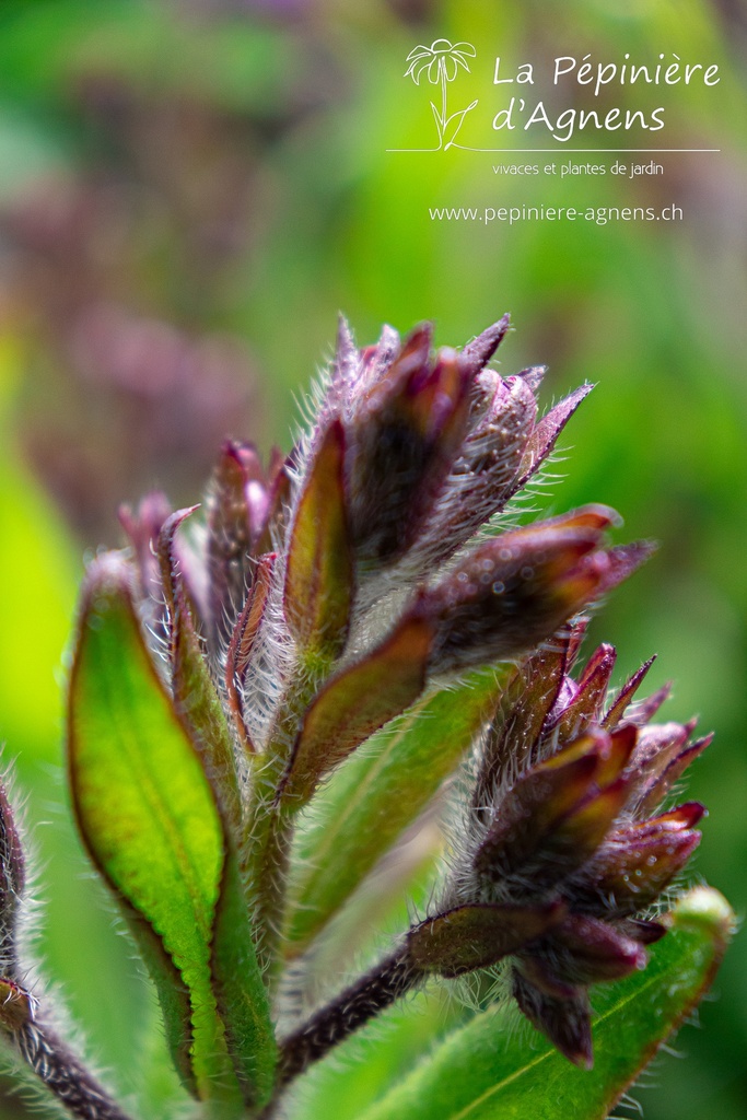 Anchusa azurea 'Loddon Royalist' - La pépinière d'Agnens