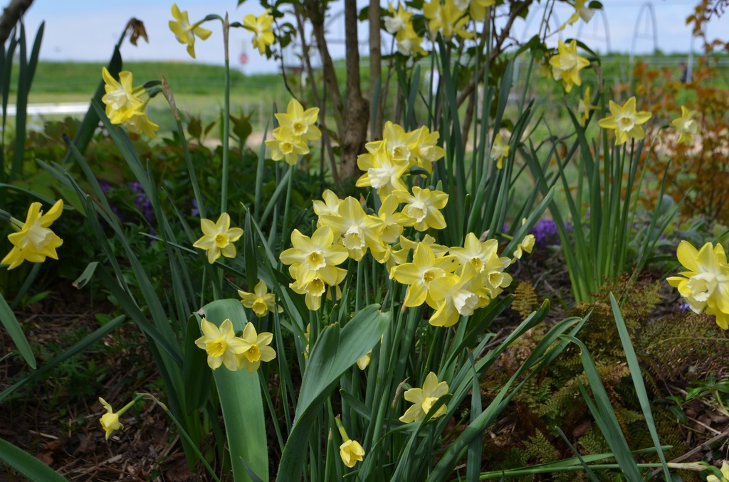 Narcissus botanique 'Pipit' - La Pépinière d'Agnens