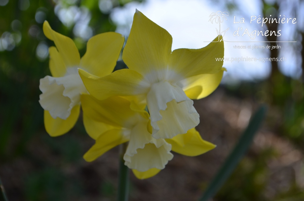 Narcissus botanique 'Pipit' - La Pépinière d'Agnens