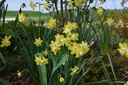 Narcissus botanique 'Pipit' - La Pépinière d'Agnens