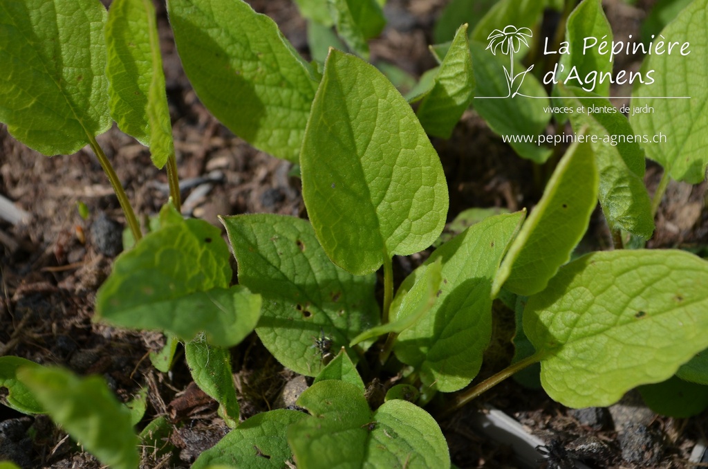Omphalodes verna - La pépinière d'Agnens