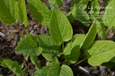 Omphalodes verna - La pépinière d'Agnens