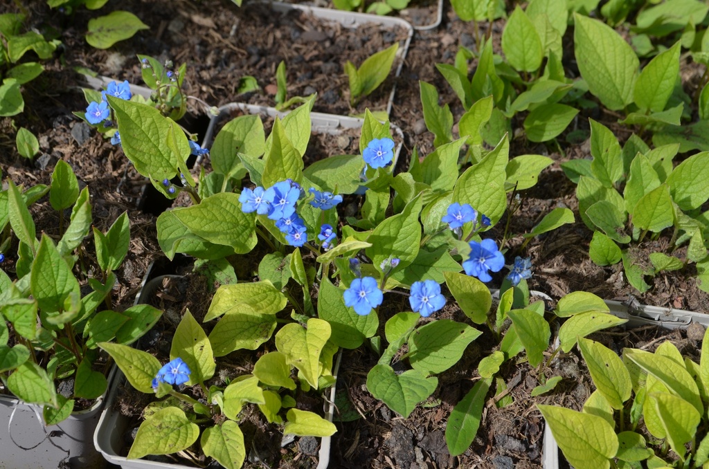 Omphalodes verna - La pépinière d'Agnens