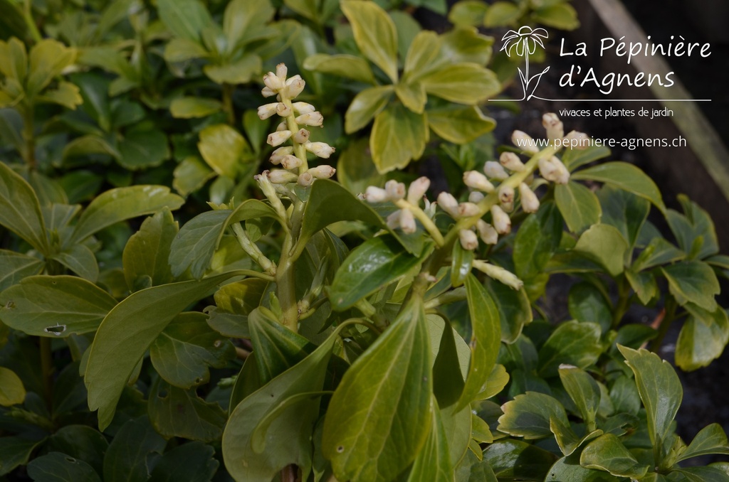Pachysandra terminalis