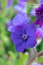 Anchusa azurea 'Loddon Royalist' - La pépinière d'Agnens