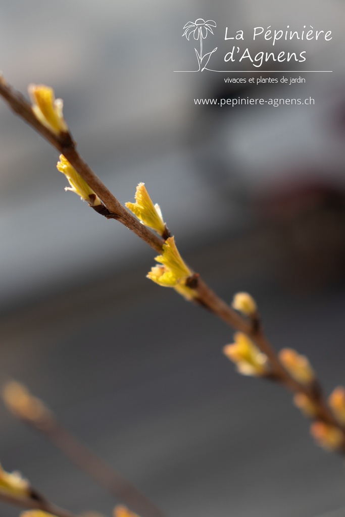 Physocarpus opulifolius 'Angel Gold'