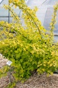 Physocarpus opulifolius 'Angel Gold'