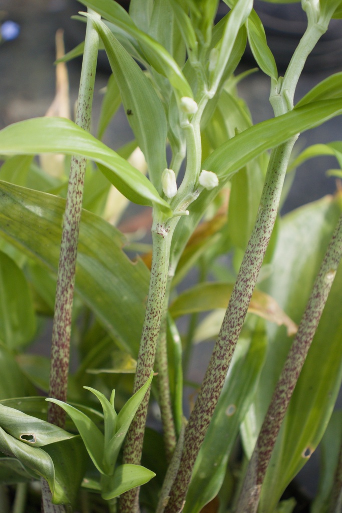 Polygonatum hybridum 'Weihenstephan'