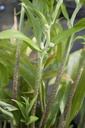 Polygonatum hybridum 'Weihenstephan'