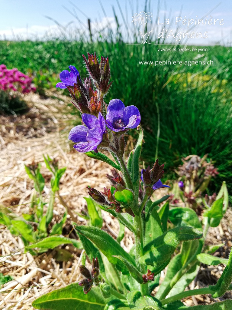 Anchusa azurea 'Loddon Royalist' - La pépinière d'Agnens