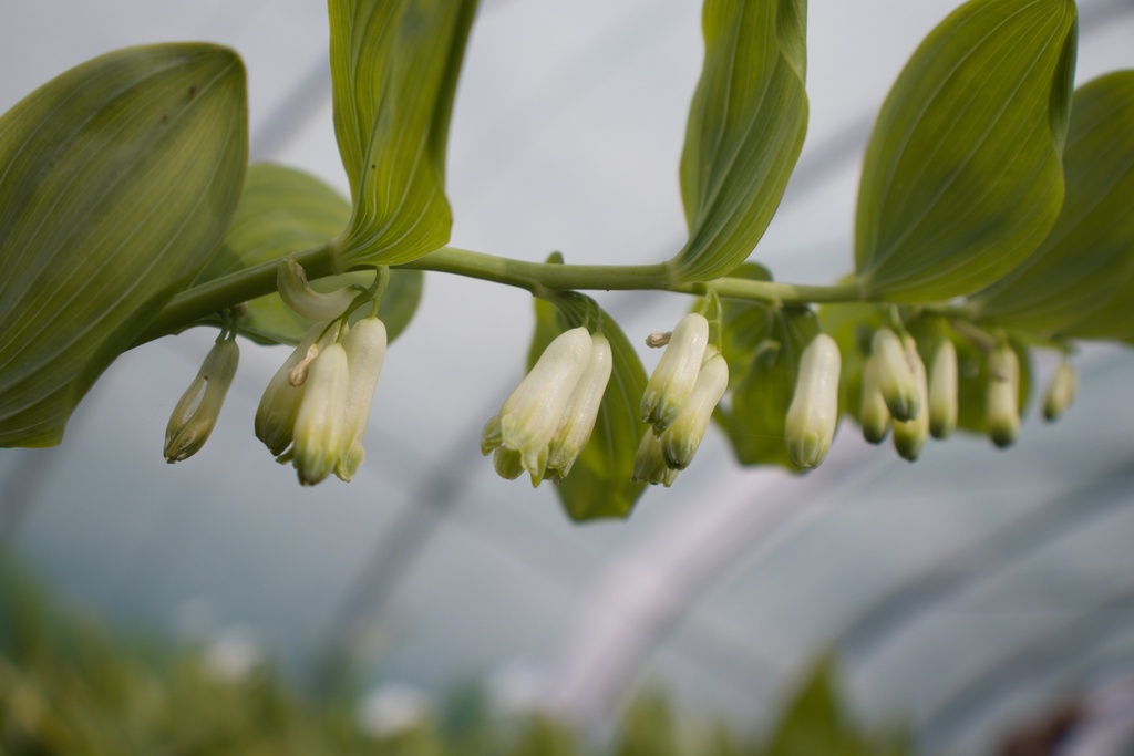 Polygonatum multiflorum