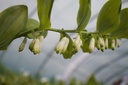 Polygonatum multiflorum