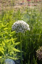 Allium nigrum- La Pépinière d'Agnens