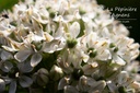 Allium nigrum - La Pépinière d'Agnens