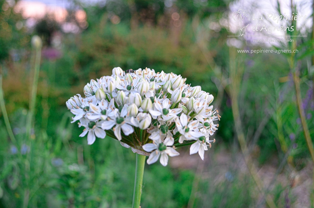 Allium nigrum - La Pépinière d'Agnens