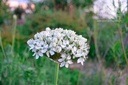 Allium nigrum - La Pépinière d'Agnens