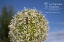 Allium hybride 'White Cloud'- La Pépinière d'Agnens