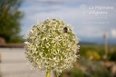 Allium hybride 'White Cloud'- La Pépinière d'Agnens