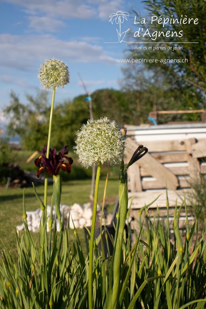 Allium hybride 'White Cloud'- La Pépinière d'Agnens
