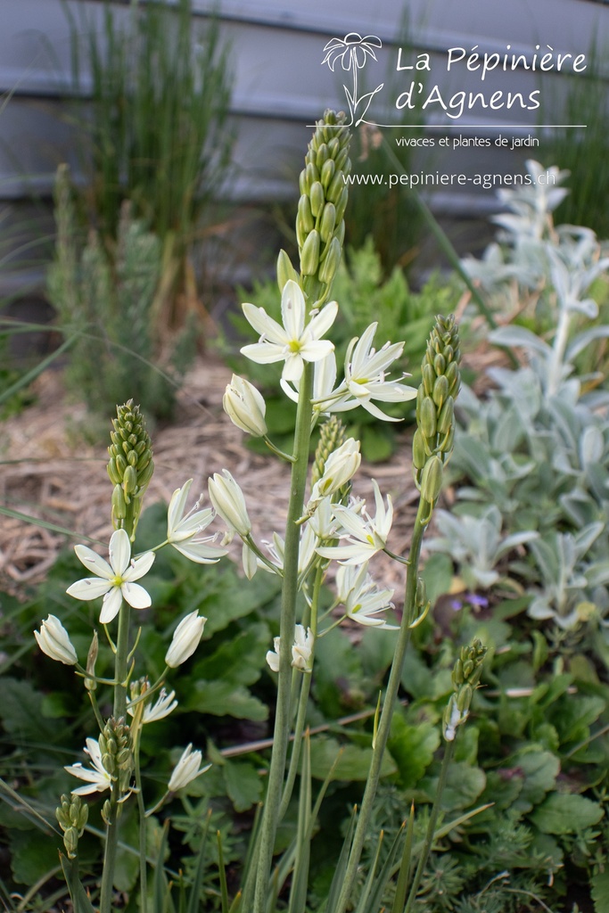 Camassia leichtlinii 'Alba' - La pépinière d'Agnens- La pépinière d'Agnens
