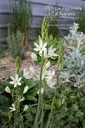 Camassia leichtlinii 'Alba' - La pépinière d'Agnens- La pépinière d'Agnens