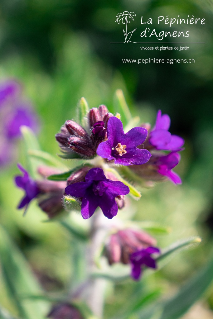 Anchusa officinalis - La pépinière d'Agnens