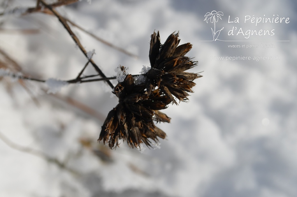 Dianthus carthusianorum - La pépinière d'Agnens