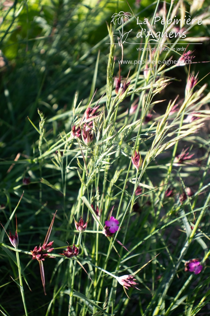 Dianthus carthusianorum - La pépinière d'Agnens