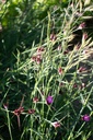 Dianthus carthusianorum - La pépinière d'Agnens