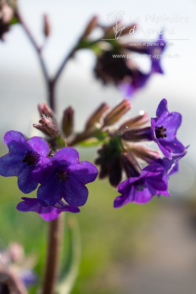 Anchusa officinalis - La pépinière d'Agnens