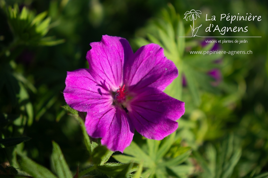 Geranium hybride 'Tiny Monster' - La pépinière d'Agnens