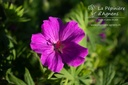 Geranium hybride 'Tiny Monster' - La pépinière d'Agnens