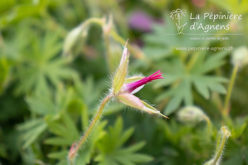 Geranium hybride 'Tiny Monster' - La pépinière d'Agnens