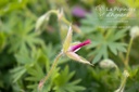 Geranium hybride 'Tiny Monster' - La pépinière d'Agnens