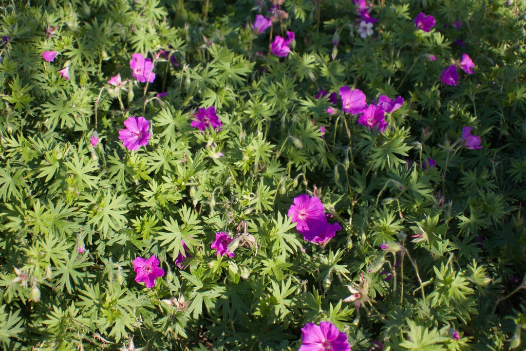 Geranium hybride 'Tiny Monster' - La pépinière d'Agnens