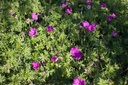 Geranium hybride 'Tiny Monster' - La pépinière d'Agnens