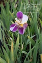 Iris germanica 'Folkwang'- La pépinière d'Agnens