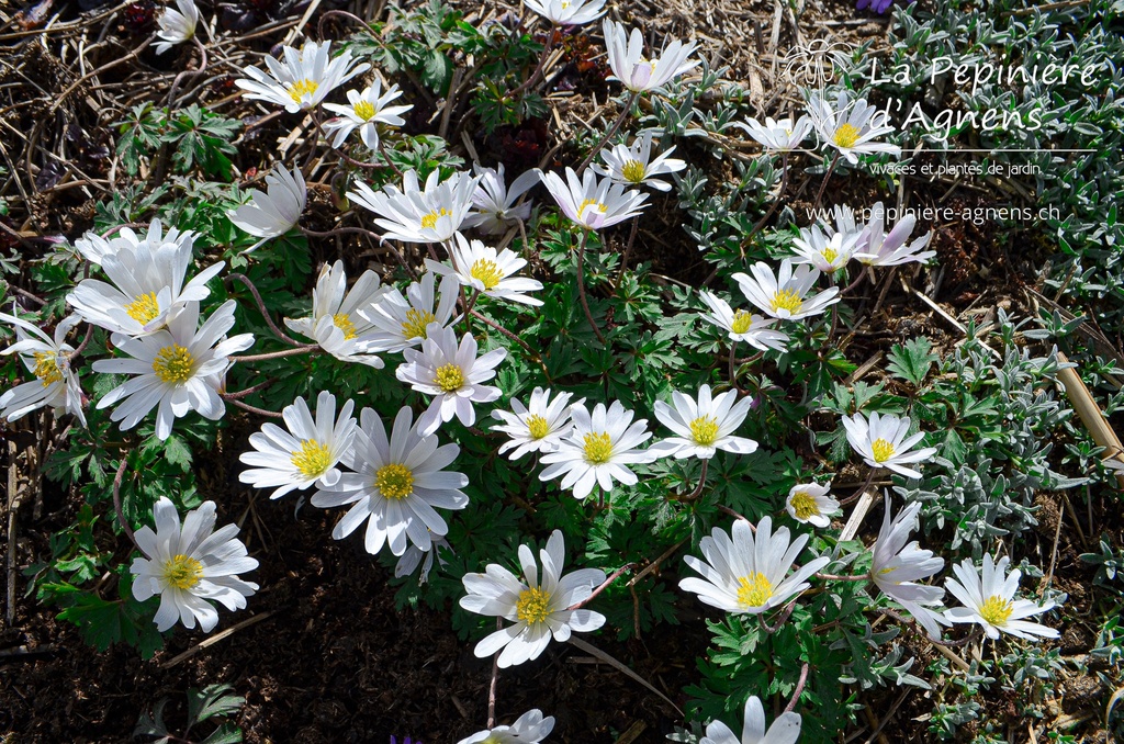 Anemone blanda 'White Splendour' - La pépinière d'Agnens