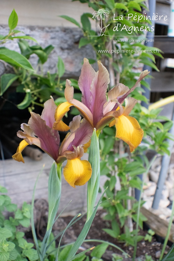 Iris hollandica 'Autumn Princess' - La pépinière d'Agnens