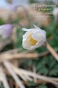 Anemone blanda 'White Splendour' - La pépinière d'Agnens