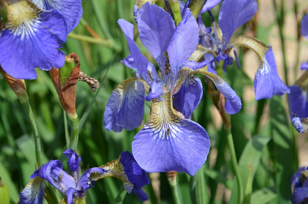 Iris sibirica 'Caesar's Brother' - La pépinière d'Agnens