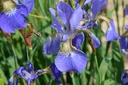Iris sibirica 'Caesar's Brother' - La pépinière d'Agnens