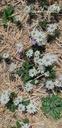 Anemone blanda 'White Splendour' - La pépinière d'Agnens