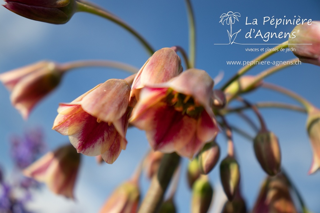 Allium siculum - La pépinière d'Agnens