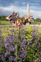 Allium siculum - La pépinière d'Agnens