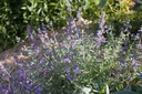 Nepeta faassenii (x) - La pépinière d'Agnens